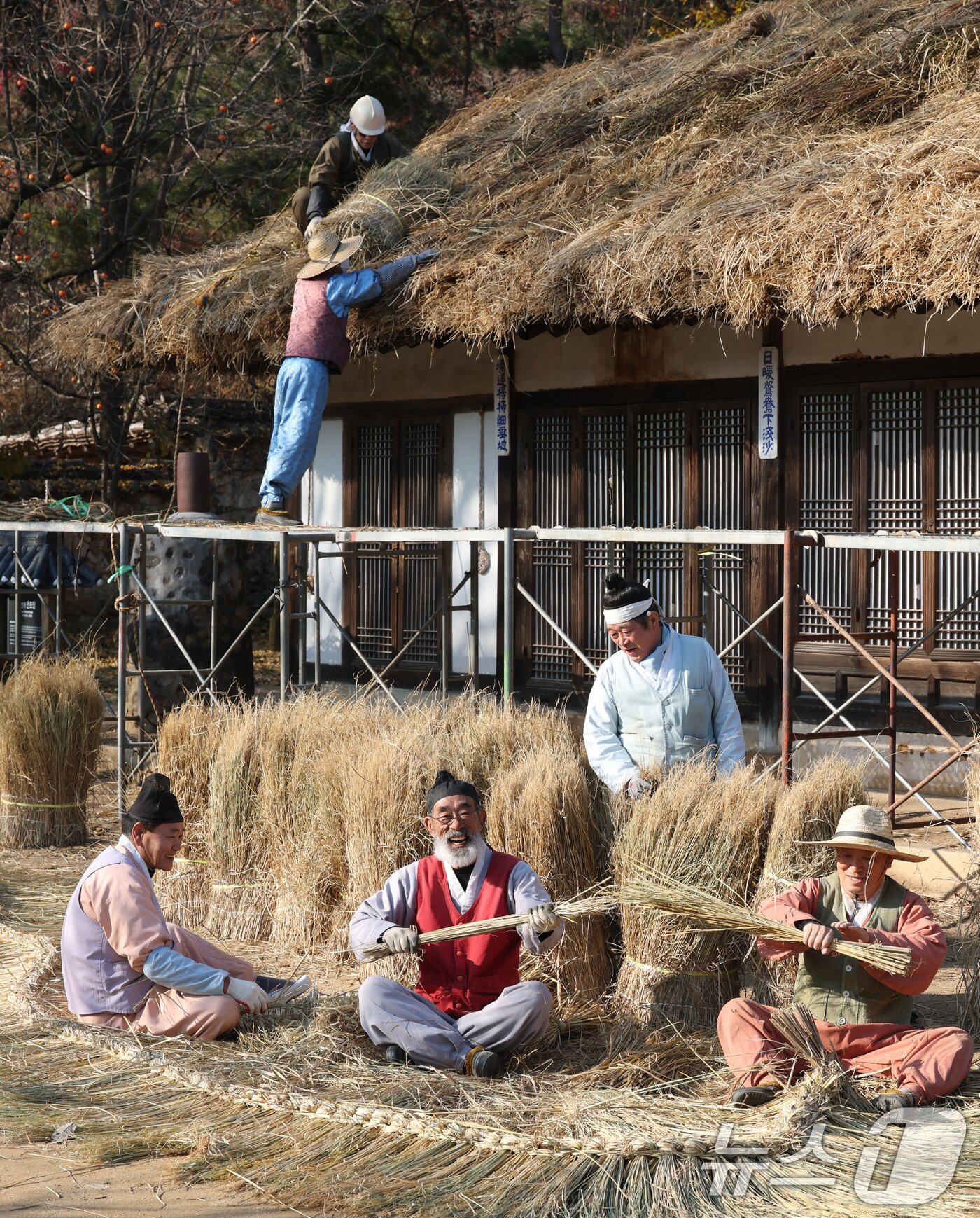 본문 이미지 - 절기상 소설&#40;小雪&#41;을 사흘 앞둔 19일 경기 용인시 기흥구 한국민속촌에서 직원들이 초가지붕 위에 올릴 이엉 잇기 작업을 하며 월동 준비를 하고 있다. 2025.11.19/뉴스1 ⓒ News1 김영운 기자