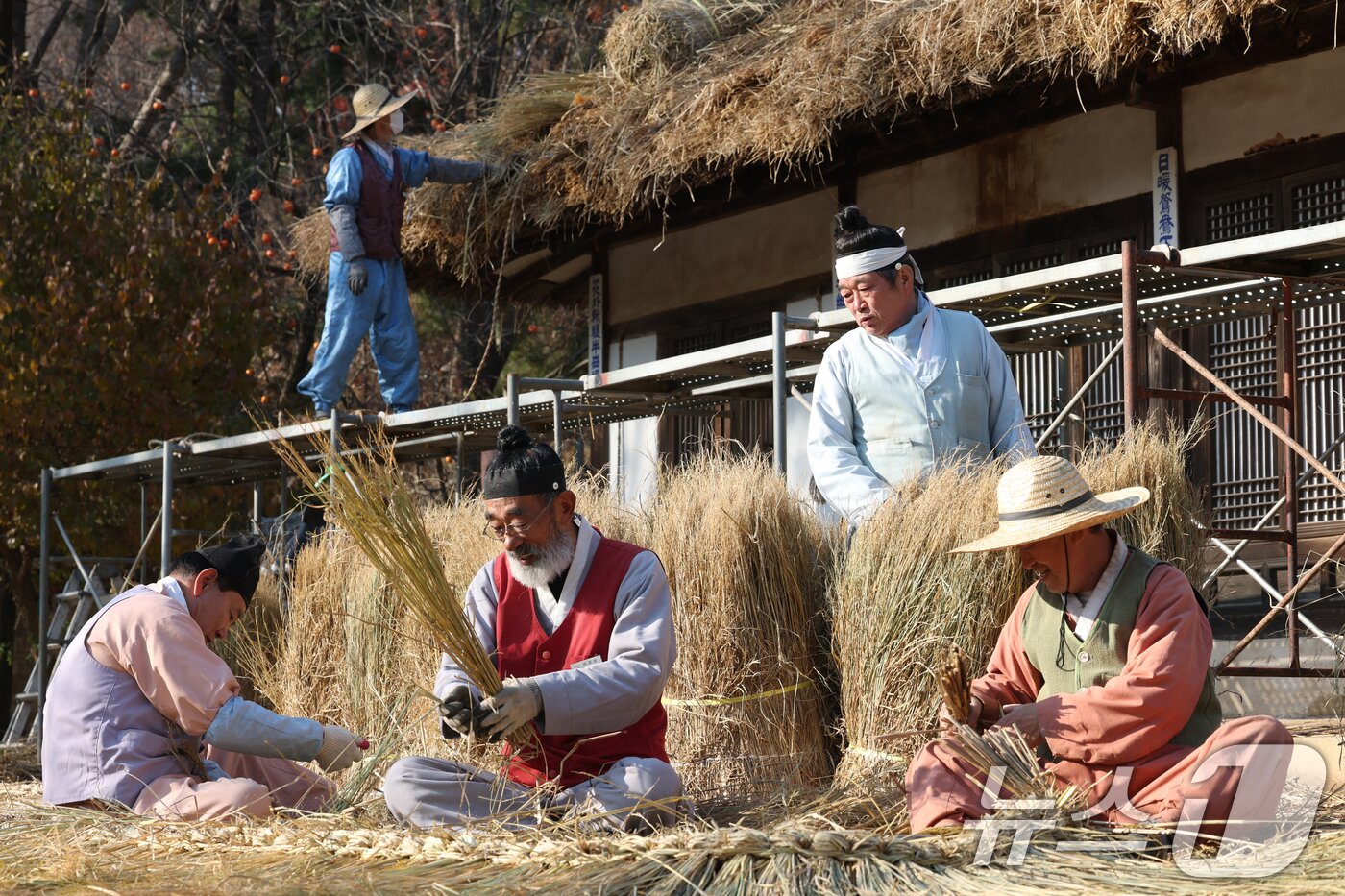 본문 이미지 - 절기상 소설&#40;小雪&#41;을 사흘 앞둔 19일 경기 용인시 기흥구 한국민속촌에서 직원들이 초가지붕 위에 올릴 이엉 잇기 작업을 하며 월동 준비를 하고 있다. 2025.11.19/뉴스1 ⓒ News1 김영운 기자