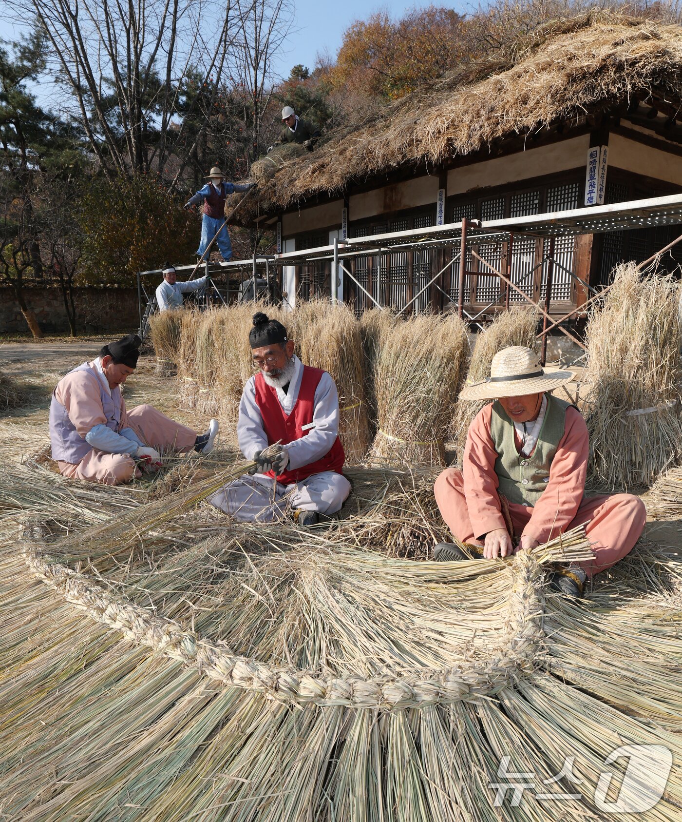 본문 이미지 - 절기상 소설&#40;小雪&#41;을 사흘 앞둔 19일 경기 용인시 기흥구 한국민속촌에서 직원들이 초가지붕 위에 올릴 이엉 잇기 작업을 하며 월동 준비를 하고 있다. 2025.11.19/뉴스1 ⓒ News1 김영운 기자