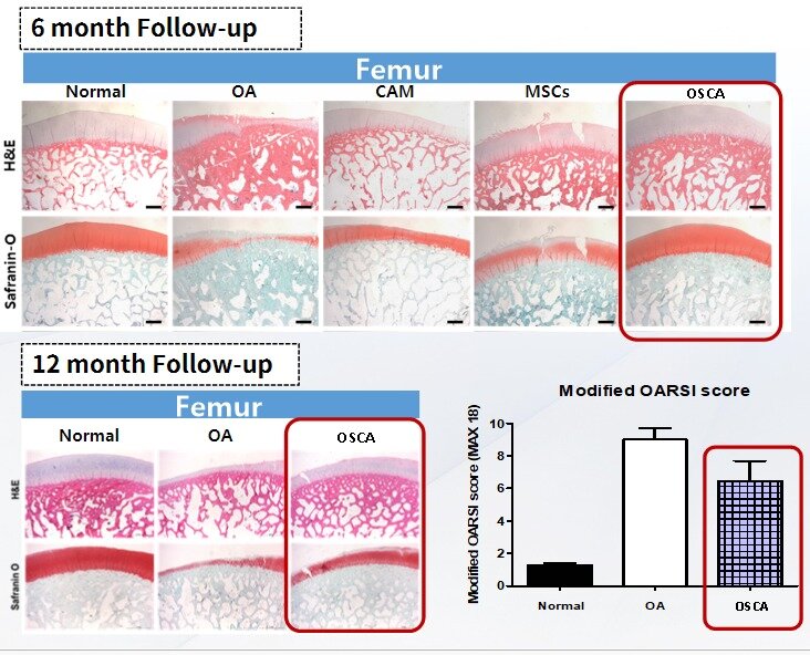 본문 이미지 - 골관절염 치료제 &#39;오스카&#39; 투여 후 골관절염 상태 수준의 변화.&#40;강스템바이오텍 제공&#41;/뉴스1
