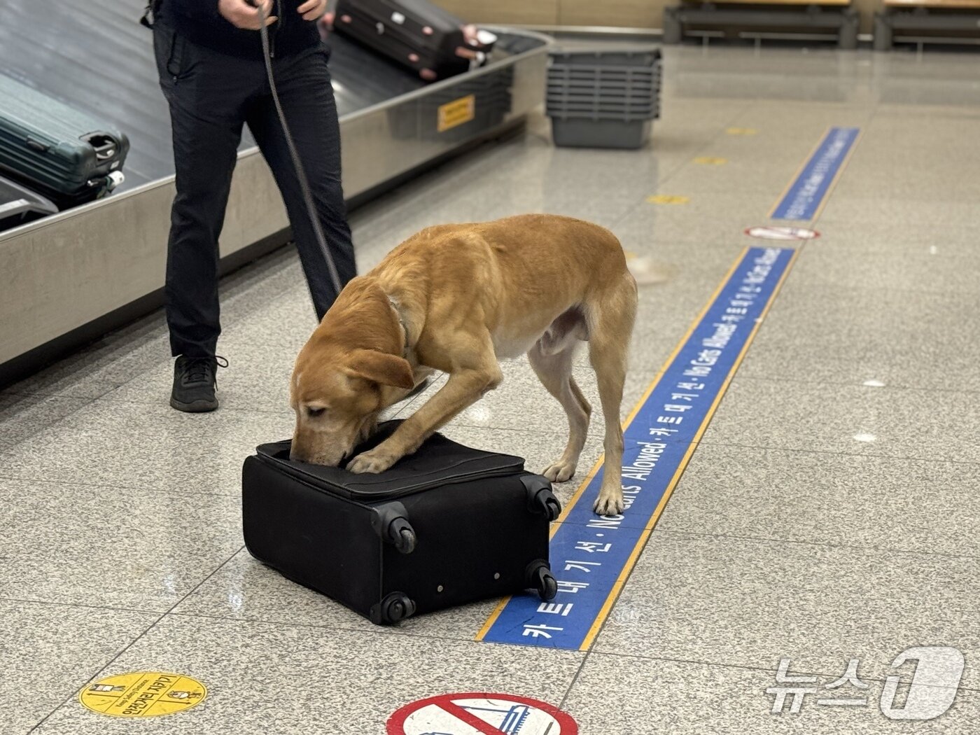 본문 이미지 - 마약 탐지견 마를리가 훈련용 대마초 시료를 숨겨둔 가방을 찾았다.2025.11.19/뉴스1