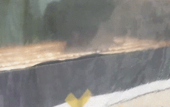 본문 이미지 - 서울의 한 노점상에서 붕어빵 부스러기를 갉아먹고 있는 주의 모습이 포착됐다. 출처=온라인커뮤니티