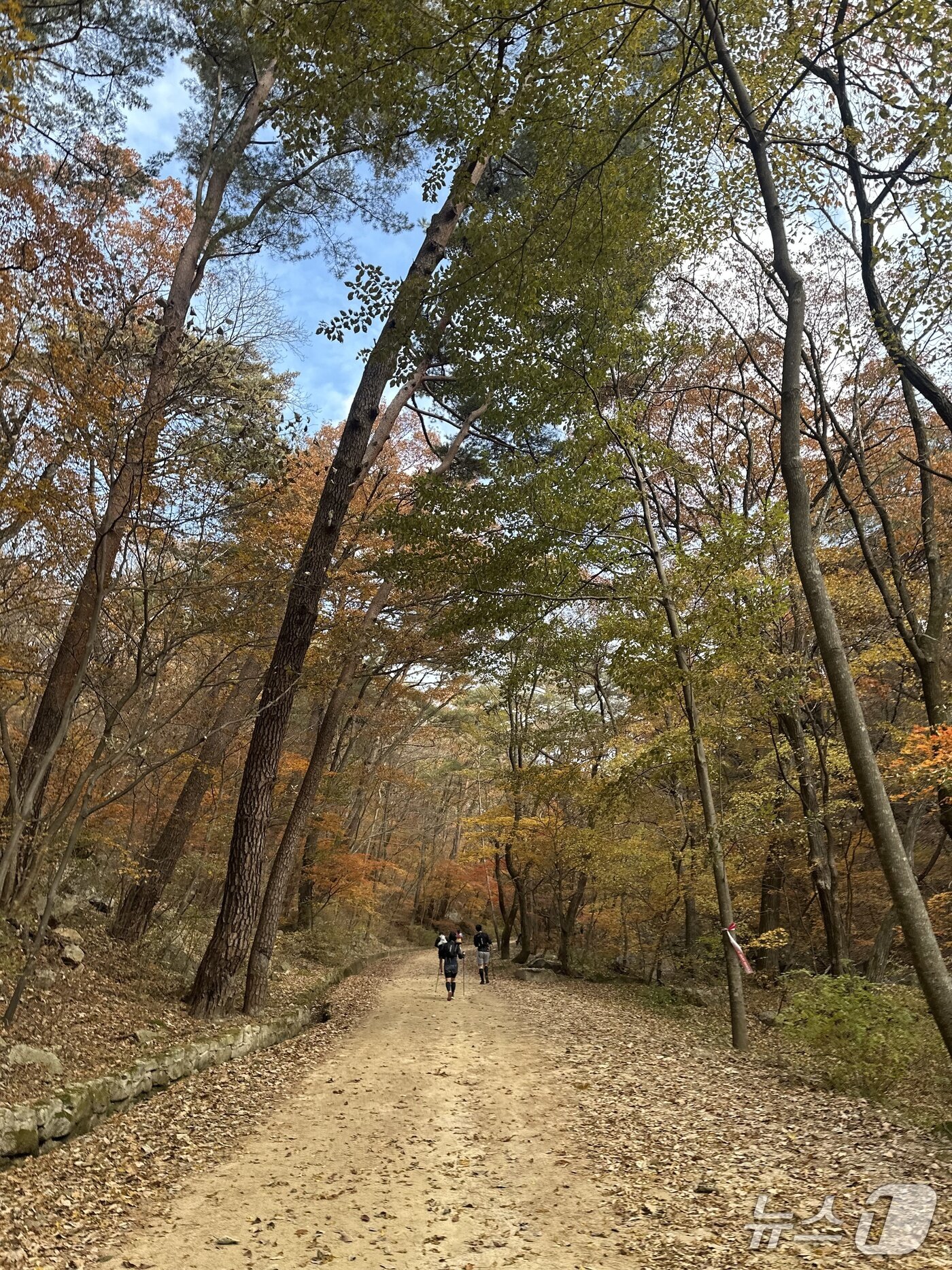 본문 이미지 - 지난 11월 8일 열린 &#39;2025 문경 레전드 트레일 백두대간&#39; 트레일러닝 대회의 문경새재 구간. ⓒ News1 이상휼 기자