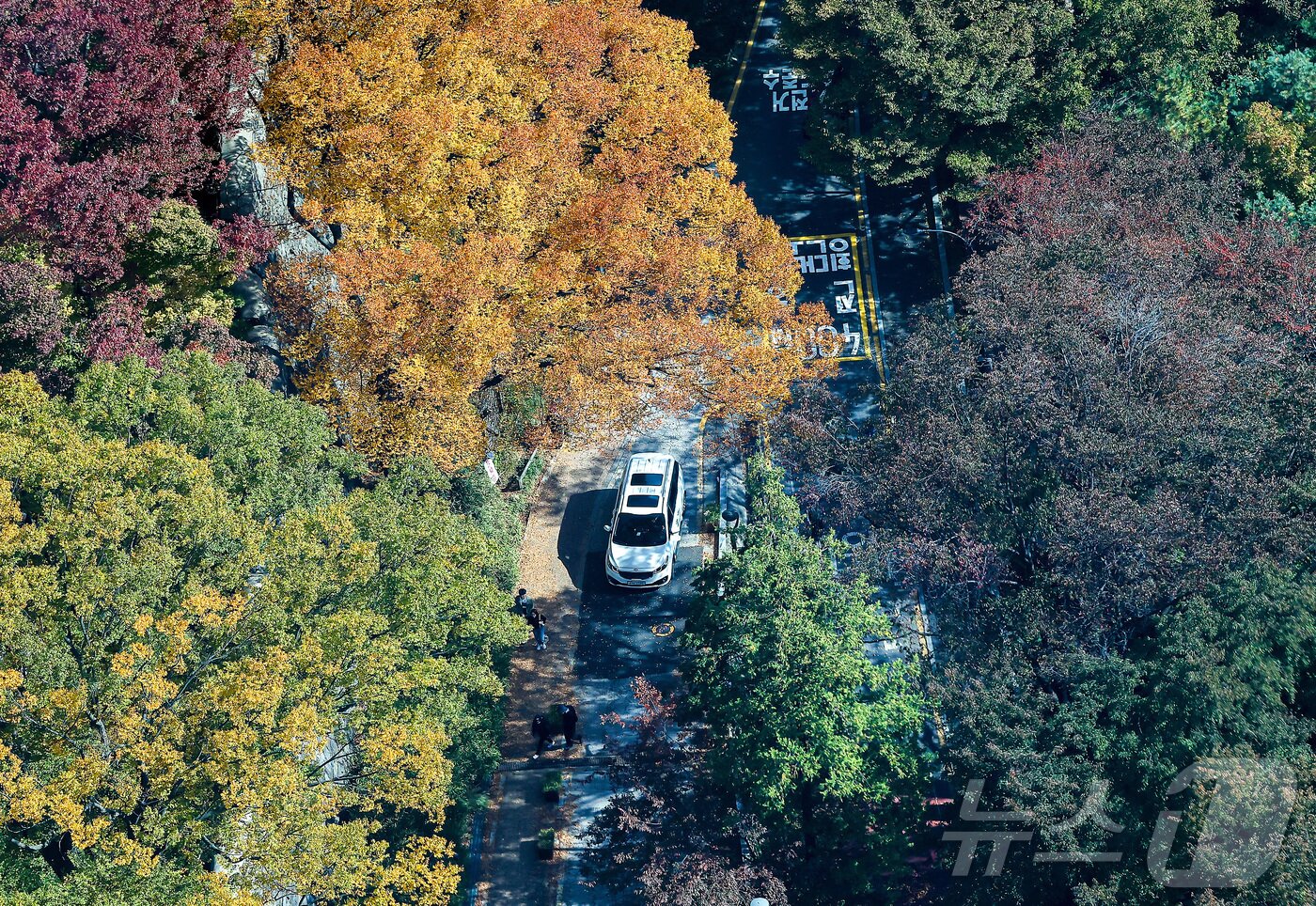 본문 이미지 - 기온이 뚝 떨어진 2일 오후 서울 중구 N서울타워에서 바라본 남산에 단풍이 물들어 있다. 2025.11.2/뉴스1 ⓒ News1 김진환 기자