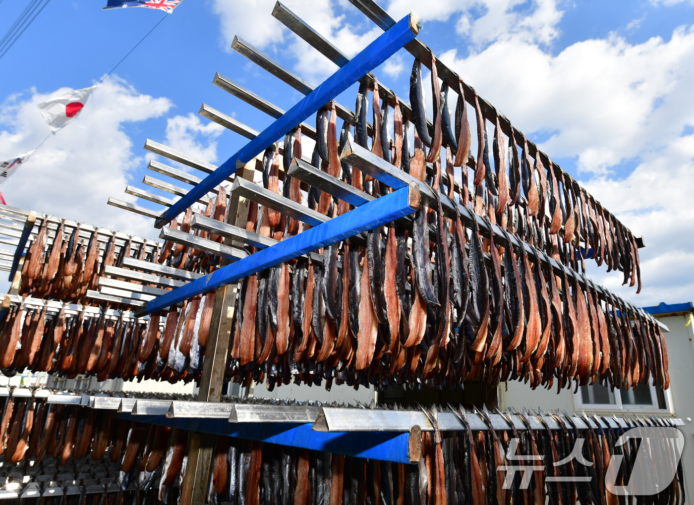 (포항=뉴스1) 최창호 기자 = 2일 경북 포항시 남구 구룡포 해안도로에서 상인들이 지역 특산물인 꽁치 과메기를 해풍에 말리고 있다. 2025.11.2/뉴스1