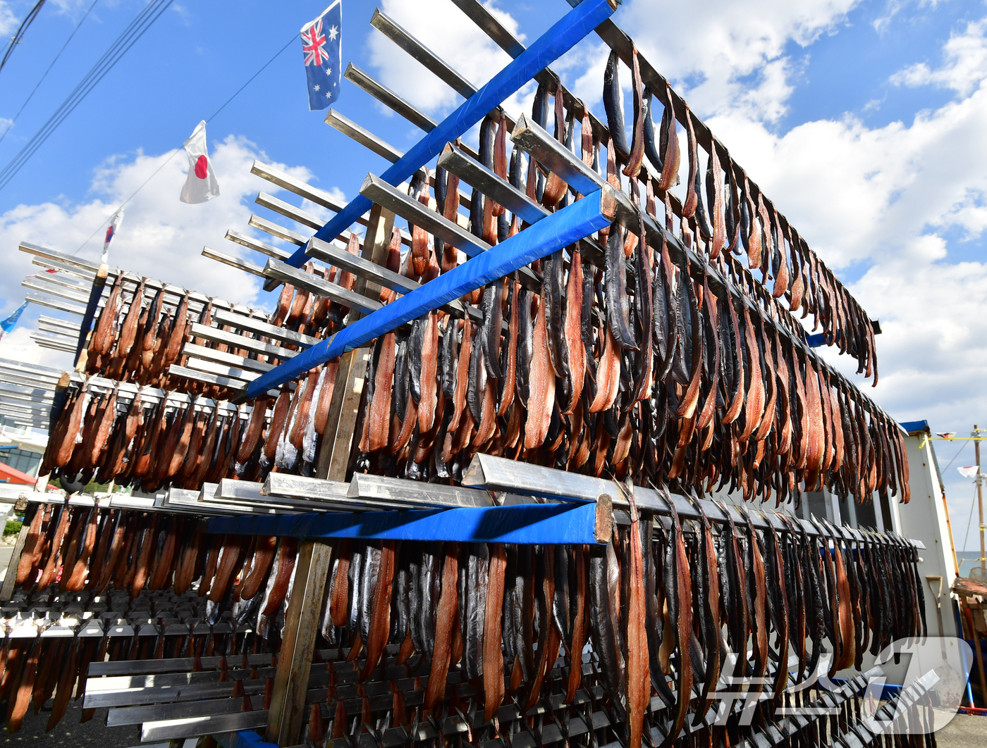 (포항=뉴스1) 최창호 기자 = 2일 경북 포항시 남구 구룡포 해안도로에서 상인들이 지역 특산물인 꽁치 과메기를 해풍에 말리고 있다. 2025.11.2/뉴스1