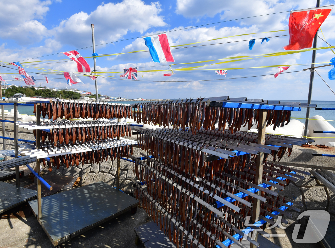 (포항=뉴스1) 최창호 기자 = 2일 경북 포항시 남구 구룡포 해안도로에서 상인들이 지역 특산물인 꽁치 과메기를 해풍에 말리고 있다. 2025.11.2/뉴스1