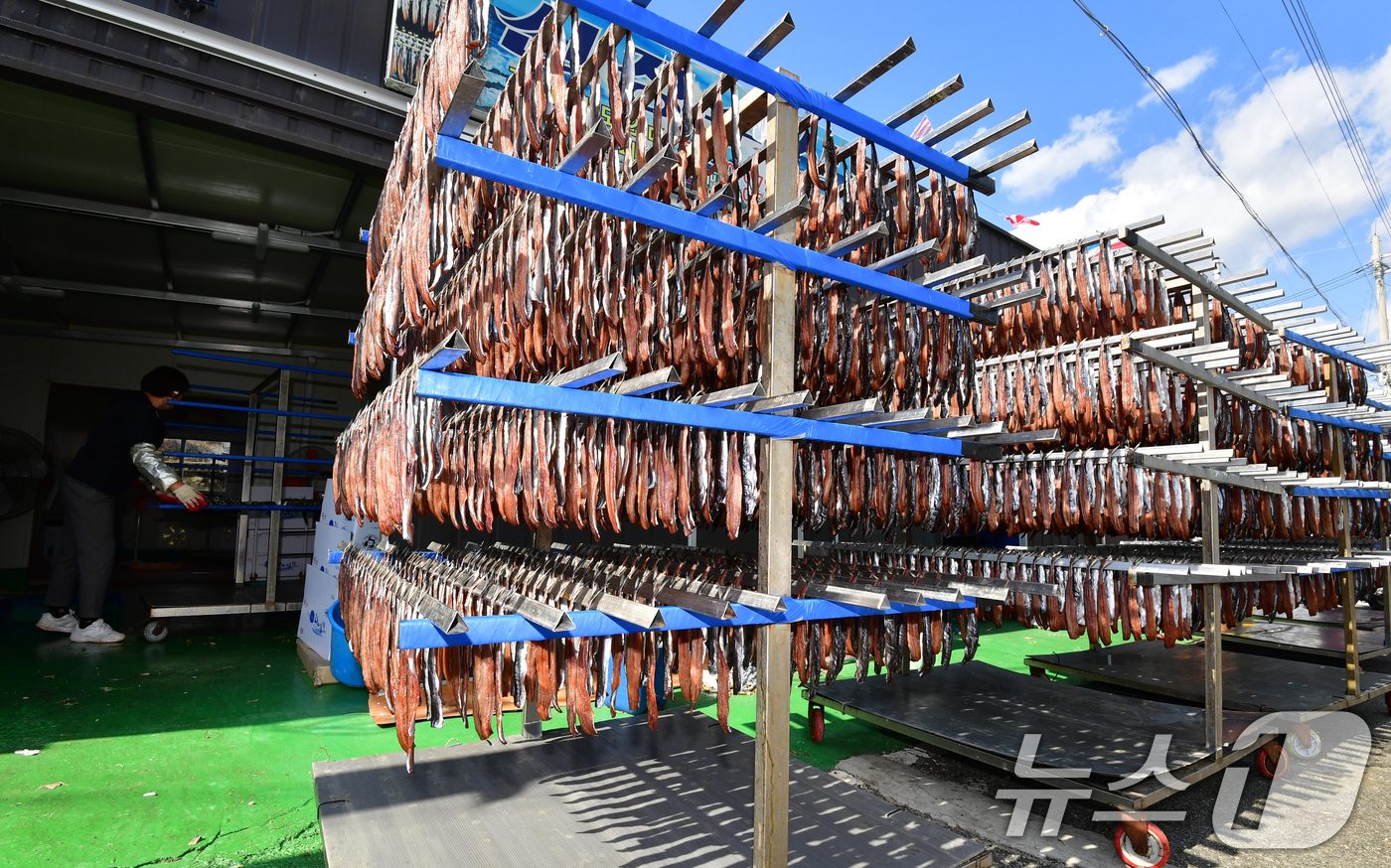 (포항=뉴스1) 최창호 기자 = 2일 경북 포항시 남구 구룡포 해안도로에서 상인들이 지역 특산물인 꽁치 과메기를 해풍에 말리고 있다. 2025.11.2/뉴스1