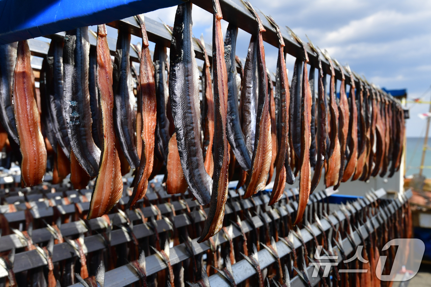 (포항=뉴스1) 최창호 기자 = 2일 경북 포항시 남구 구룡포 해안도로에서 상인들이 지역 특산물인 꽁치 과메기를 해풍에 말리고 있다. 2025.11.2/뉴스1