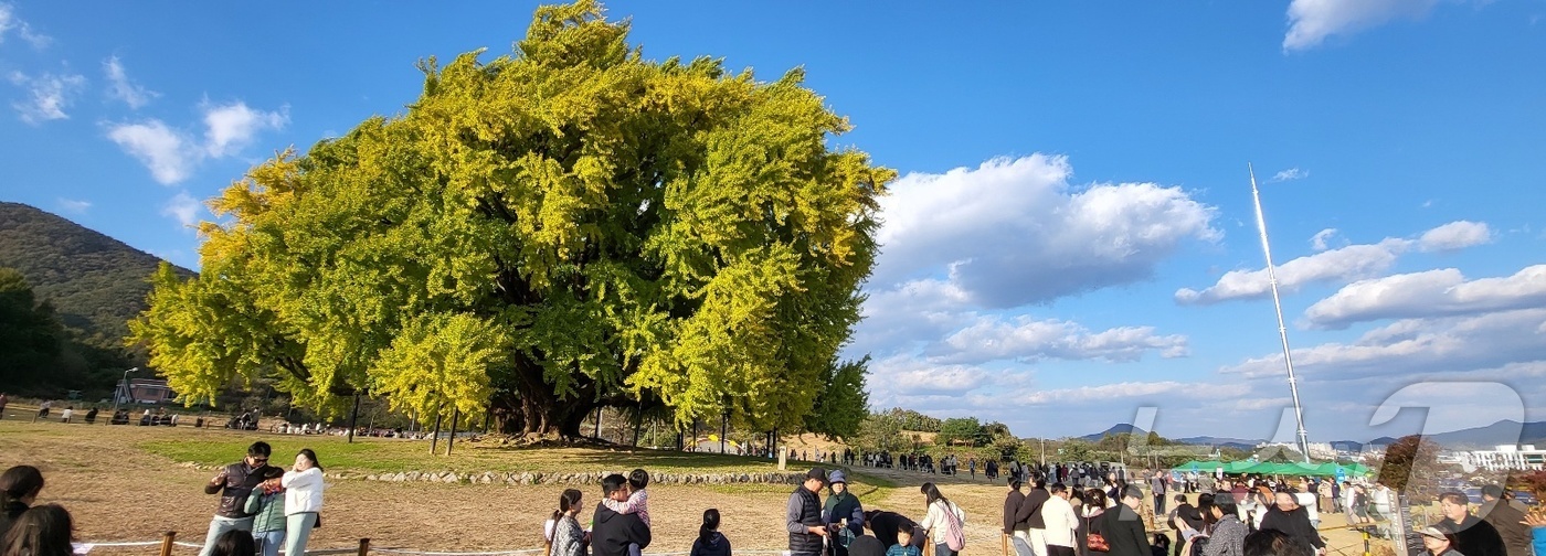 (원주=뉴스1) 신관호 기자 = 2일 강원도 원주시 문막읍 반계리 은행나무광장에서 열린 '2025 반계리 은행나무 축제'를 찾은 관광객 등이 노랗게 물들어 가고 있는 은행나무를 구 …