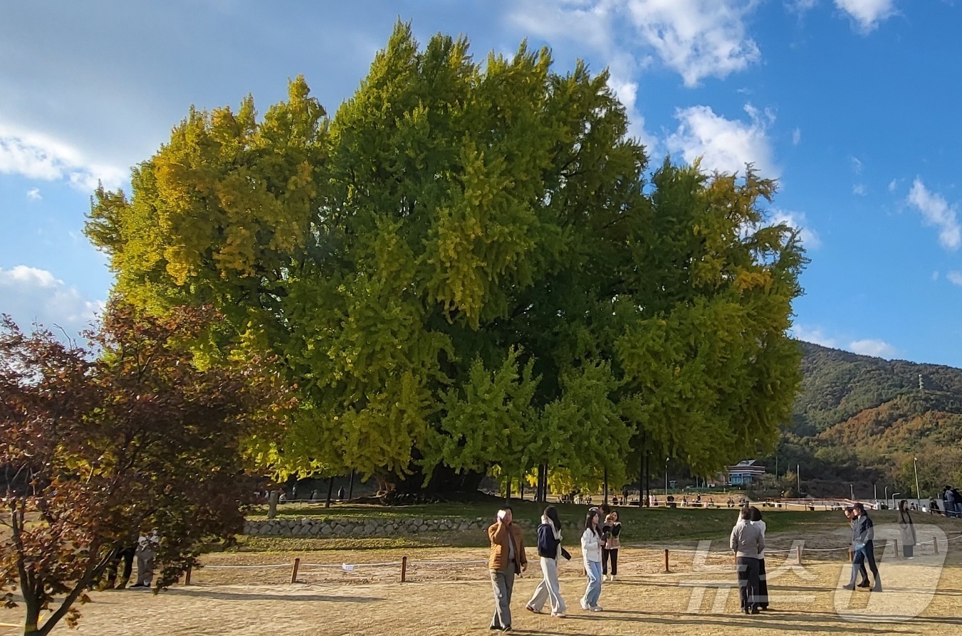(원주=뉴스1) 신관호 기자 = 2일 강원도 원주시 문막읍 반계리 은행나무광장에서 열린 '2025 반계리 은행나무 축제'를 찾은 관광객 등이 노랗게 물들어 가고 있는 은행나무를 구 …
