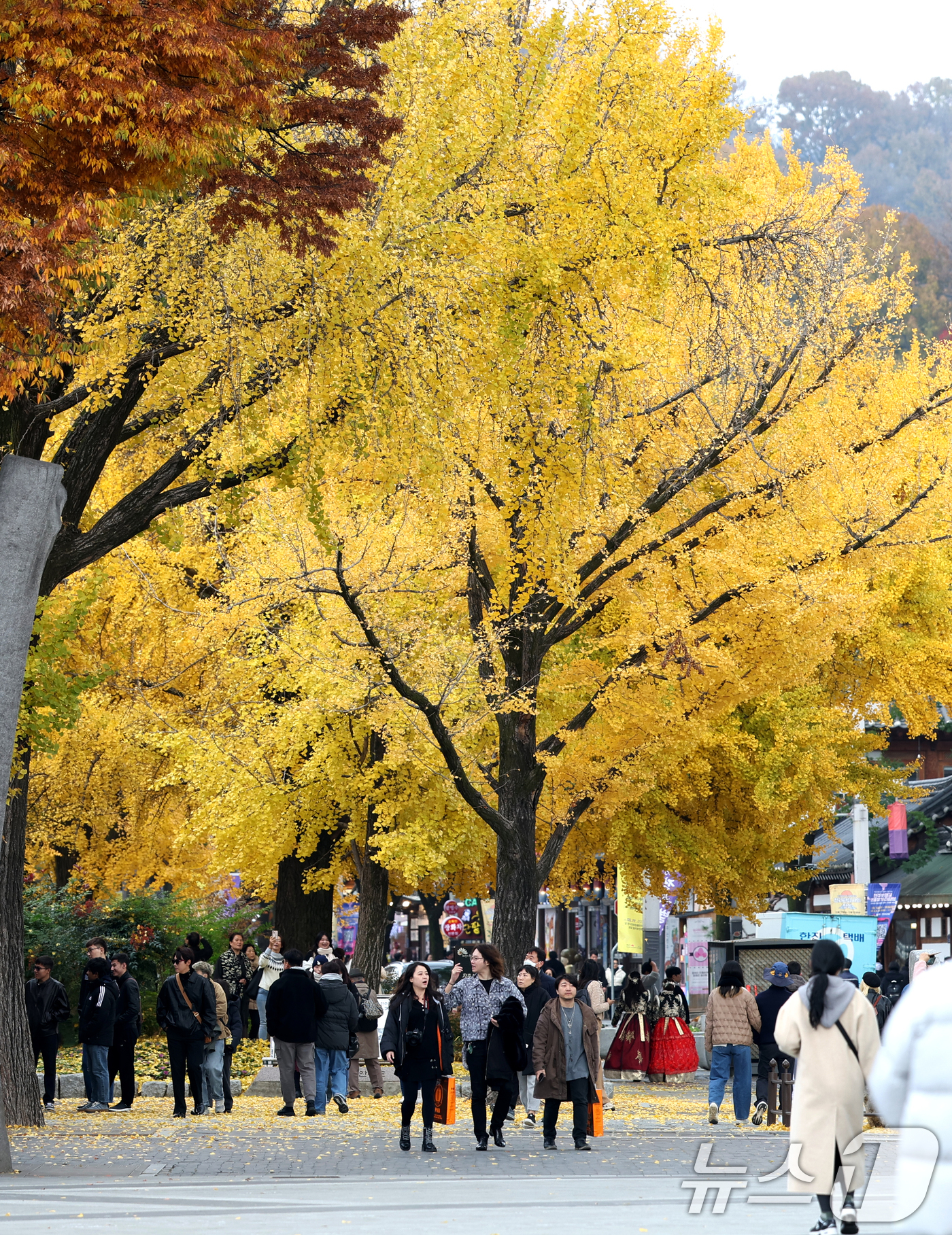 (전주=뉴스1) 유경석 기자 = 20일 전북 전주시 한옥마을을 찾은 시민들과 관광객들이 노랗게 물든 은행나무를 보며 늦가을 정취를 만끽하고 있다. 2025.11.20/뉴스1