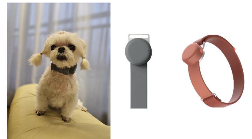 본문 이미지 - 케어식스의 생체신호 웨어러블 디바이스 착용 모습과 제품 사진(케어식스 제공) ⓒ 뉴스1