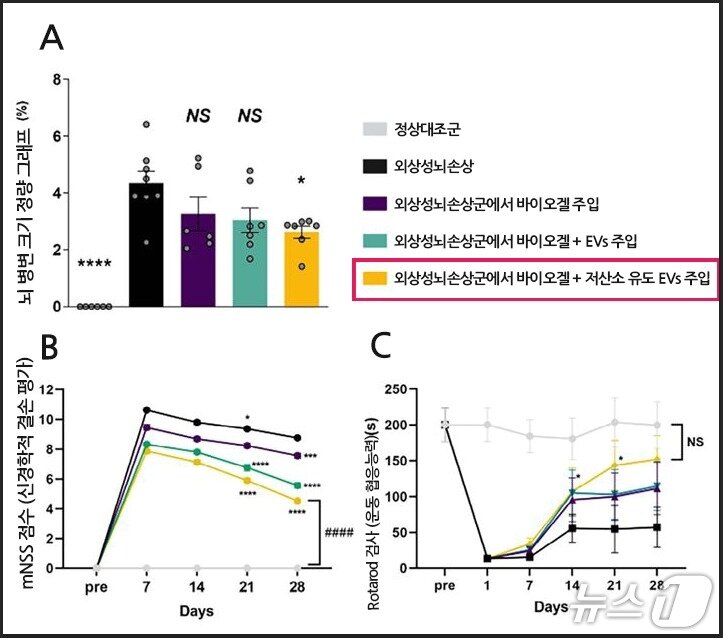 본문 이미지 - A 뇌 병변 크기 정량 그래프 : 다른 그룹보다 &#39;BIOGEL + 저산소유도 EVs&#39; 주입했을 때 손상된 부위 크기가 가장 작게 측정됨 B·C 행동 회복 그래프 : 다른 그룹보다 &#39;BIOGEL + 저산소유도 EV&#39;를 주입한 쥐의 운동 기능과 균형 감각을 가장 빠르고 크게 회복함.&#40;분당차병원 제공&#41;