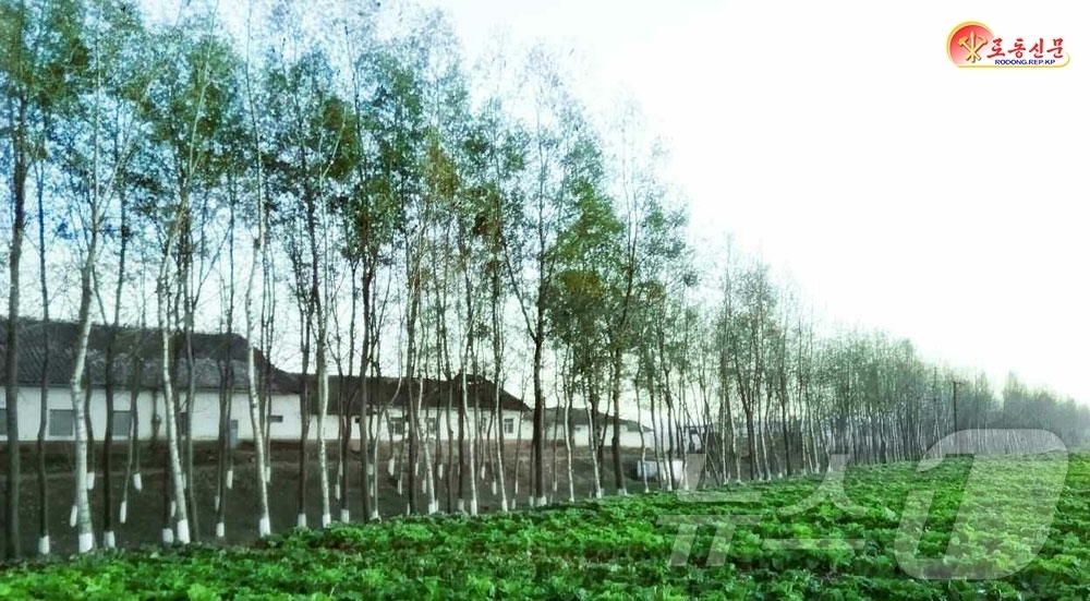 (평양 노동신문=뉴스1) = 북한 노동당 기관지 노동신문은 22일 "상원뽀뿌라(포플러) 나무를 많이 심어 덕을 본다"면서 "건설용 목재로는 그만저만이다"라고 밝혔다. [국내에서만 …