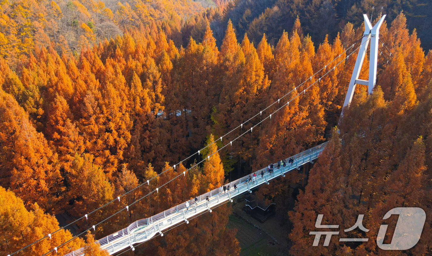 (대전=뉴스1) 김기태 기자 = 22일 오후 대전 서구 장태산자연휴양림에서 메타세쿼이아가 늦가을에 맞춰 물들어가고 있다. 2025.11.22/뉴스1