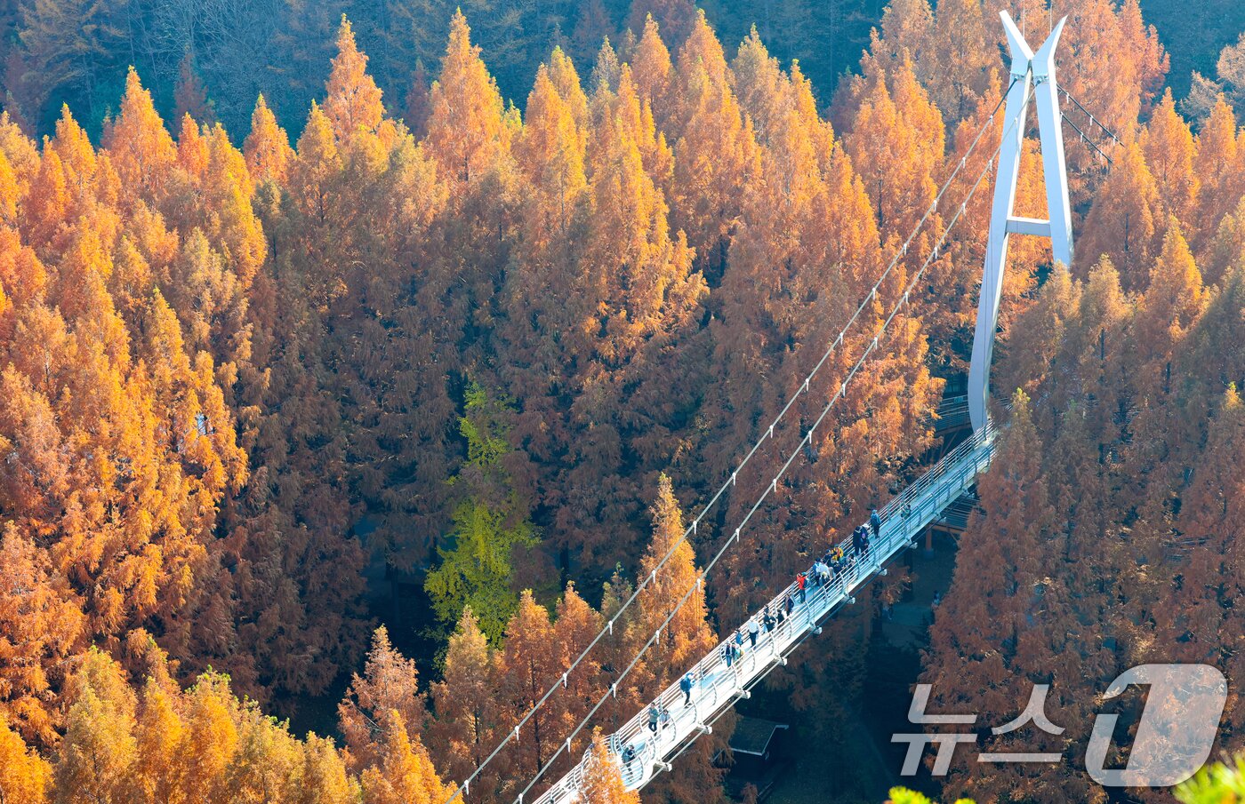 본문 이미지 - 22일 오후 대전 서구 장태산자연휴양림을 찾은 나들이객들이 깊어가는 가을의 정취를 즐기고 있다. 2025.11.22/뉴스1 ⓒ News1 김기태 기자