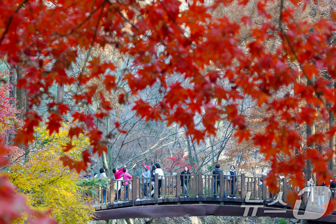 (대전=뉴스1) 김기태 기자 = 22일 오후 대전 서구 장태산자연휴양림을 찾은 나들이객들이 깊어가는 가을의 정취를 즐기고 있다. 2025.11.22/뉴스1