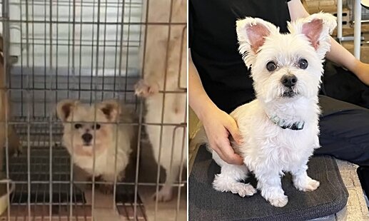 본문 이미지 - 무지개 다리를 건넌 보호자의 첫 반려견 온돌이의 구조 전 모습과 입양 후 모습(인스타그램 gold.dol 제공) ⓒ 뉴스1