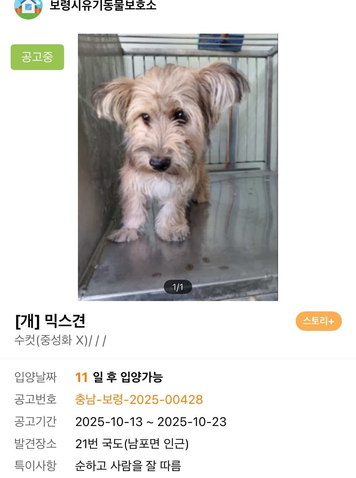 본문 이미지 - 보호자는 보령 보호소에서 보호 중인 금돌이의 사진 한 장을 보고 입양을 결심했다(인스타그램 gold.dol 제공). ⓒ 뉴스1