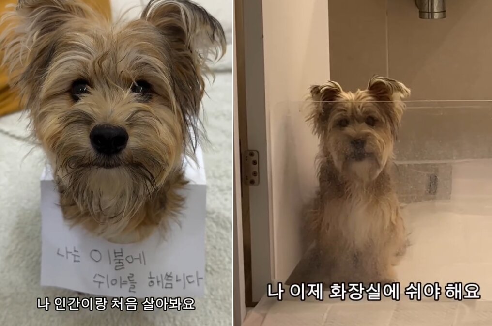 본문 이미지 - 금돌이가 가정 생활에 적응해 가는 모습은 많은 시청자들의 공감을 얻고 있다(인스타그램 gold.dol 제공). ⓒ 뉴스1