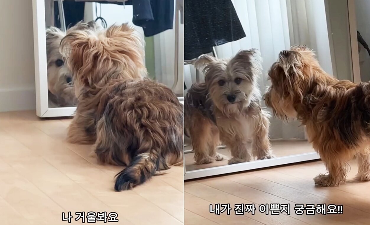 본문 이미지 - 거울 보기가 취미인 금돌이(인스타그램 gold.dol 제공) ⓒ 뉴스1