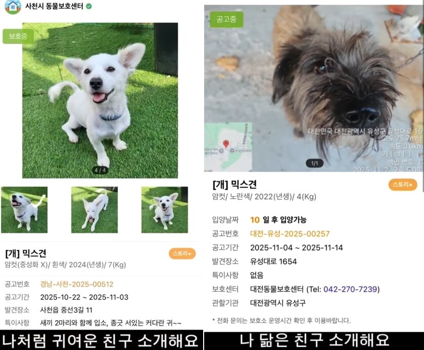 본문 이미지 - 금돌이의 영상 말미에는 가족을 기다리는 유기견들이 소개된다(인스타그램 gold.dol 제공). ⓒ 뉴스1