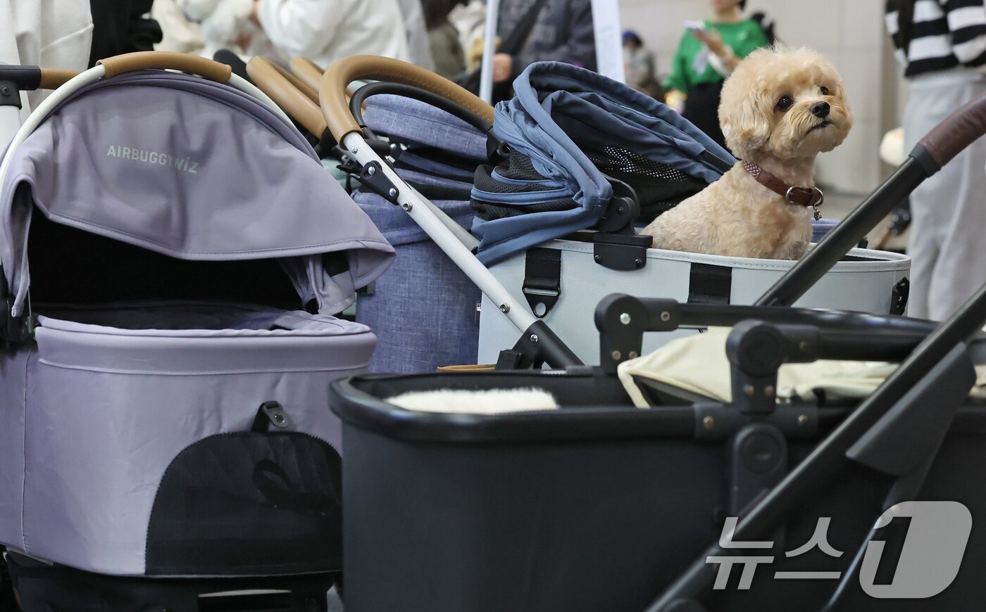 본문 이미지 - 23일 경기 고양시 킨텍스에서 진행중인 '2025 메가주 일산'에서 강아지가 애견용 유모차에 앉아 있다. 2025.11.23/뉴스1 ⓒ News1 장수영 기자