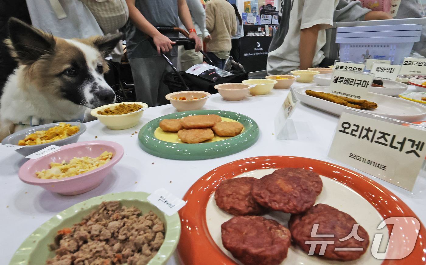 (고양=뉴스1) 장수영 기자 = 23일 경기 고양시 킨텍스에서 진행중인 '2025 메가주 일산'을 찾은 반려견이 간식을 바라보고 있다. 2025.11.23/뉴스1