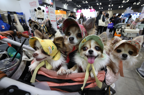 "무료 입양이라더니 250만 원 내라"… 유명 애견샵 '공짜 미끼' 꼼수