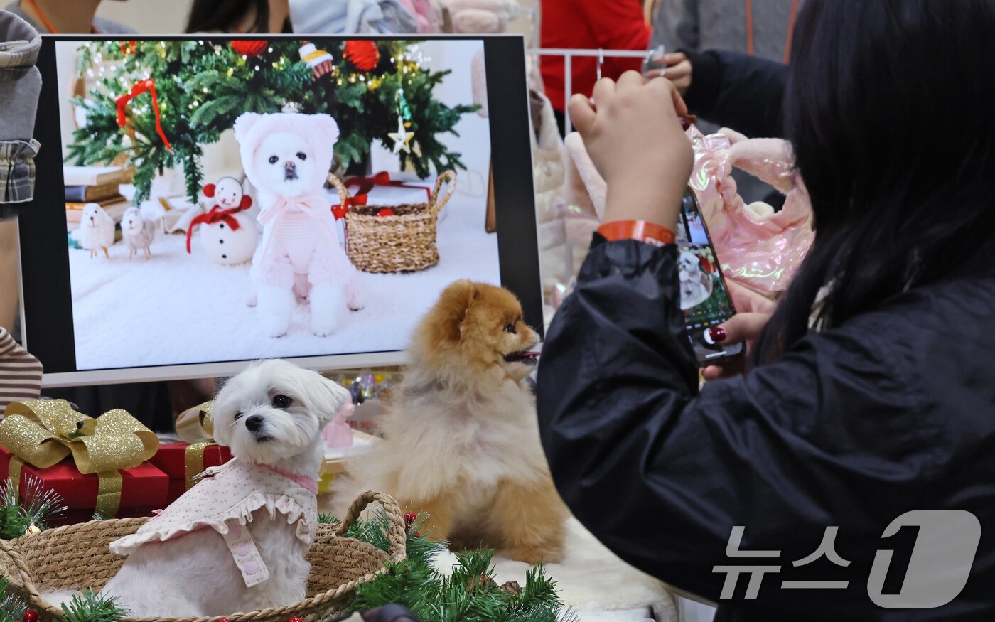본문 이미지 - 23일 경기 고양시 킨텍스에서 진행중인 '2025 메가주 일산'을 찾은 관람객이 반려견 사진을 촬영하고 있다. 2025.11.23/뉴스1 ⓒ News1 장수영 기자