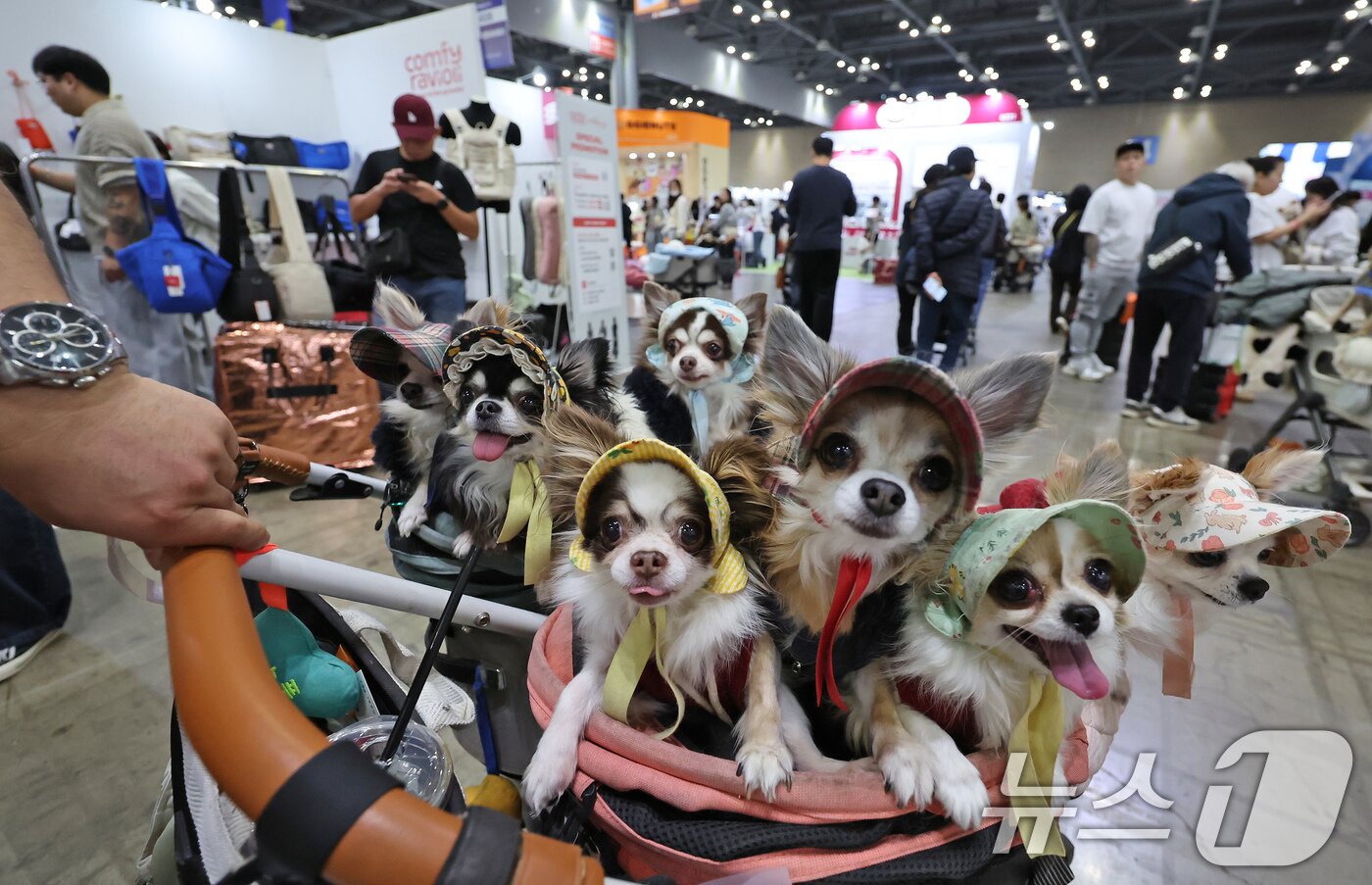 본문 이미지 - 23일 경기 고양시 킨텍스에서 진행중인 '2025 메가주 일산'을 찾은 반려견들이 견주와 함께 행사장을 둘러보고 있다. 2025.11.23/뉴스1 ⓒ News1 장수영 기자