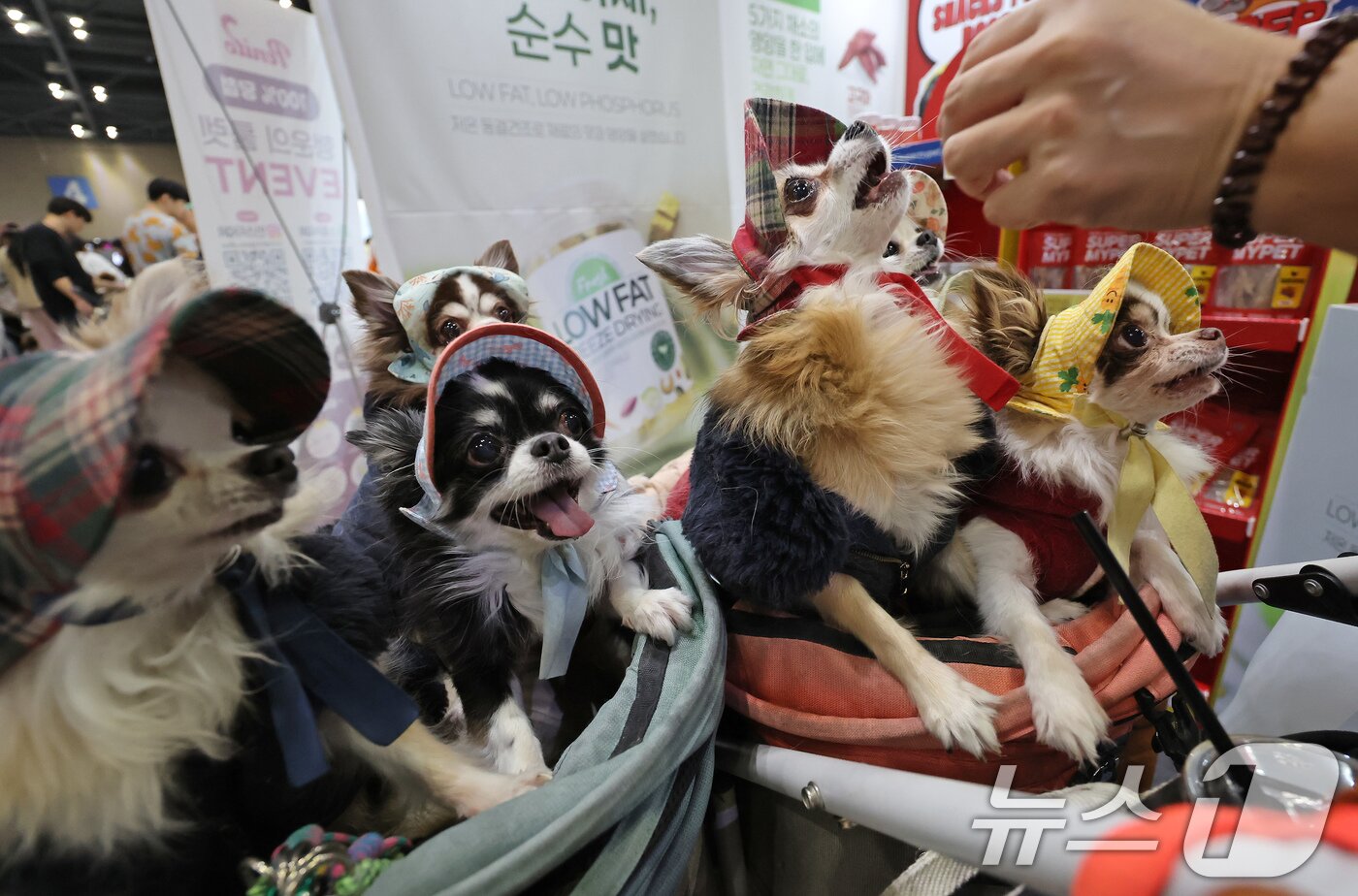 본문 이미지 - 23일 경기 고양시 킨텍스에서 진행중인 '2025 메가주 일산'을 찾은 반려견들이 간식을 맛보고 있다. 2025.11.23/뉴스1 ⓒ News1 장수영 기자