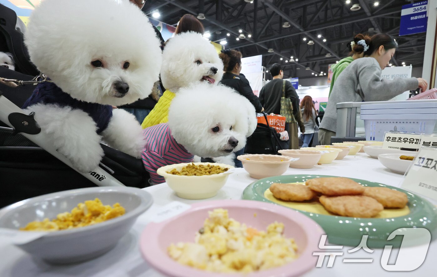 본문 이미지 - 23일 경기 고양시 킨텍스에서 진행중인 '2025 메가주 일산'을 찾은 반려견들이 간식을 바라보고 있다. 2025.11.23/뉴스1 ⓒ News1 장수영 기자