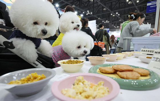 "내일부터 댕냥이랑 외식 가능"…매장 내 이동은 '금지'