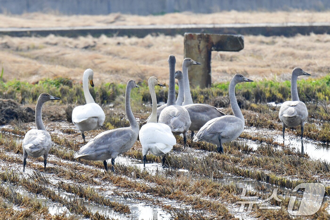 본문 이미지 - 천연기념물 제201-2호이자 멸종위기야생생물 2급인 큰고니 무리가 23일 경북 포항시 북구 흥해읍 들녘에 날아와 쉬고 있다. 2025.11.23/뉴스1 ⓒ News1 최창호 기자