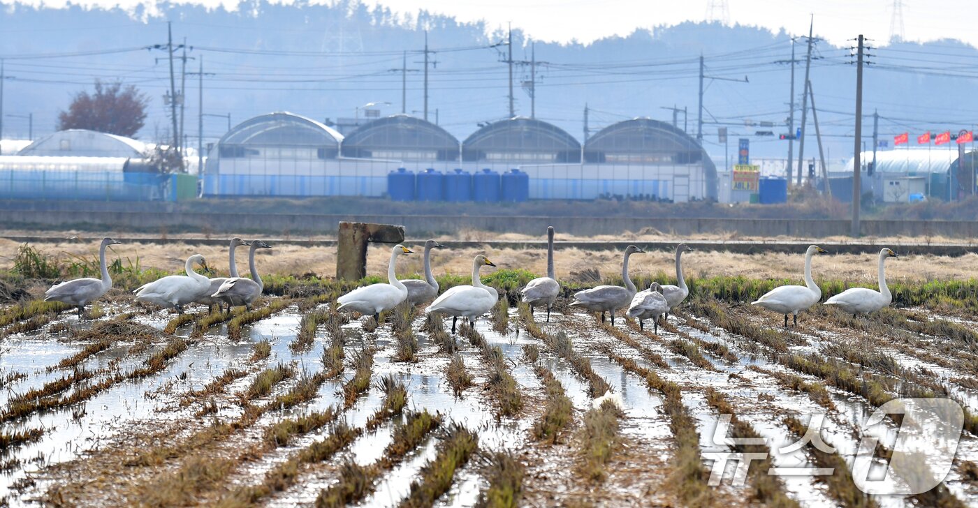 본문 이미지 - 천연기념물 제201-2호이자 멸종위기야생생물 2급인 큰고니 무리가 23일 경북 포항시 북구 흥해읍 들녘에서 먹잇감을 찾고 있다. 2025.11.23/뉴스1 ⓒ News1 최창호 기자