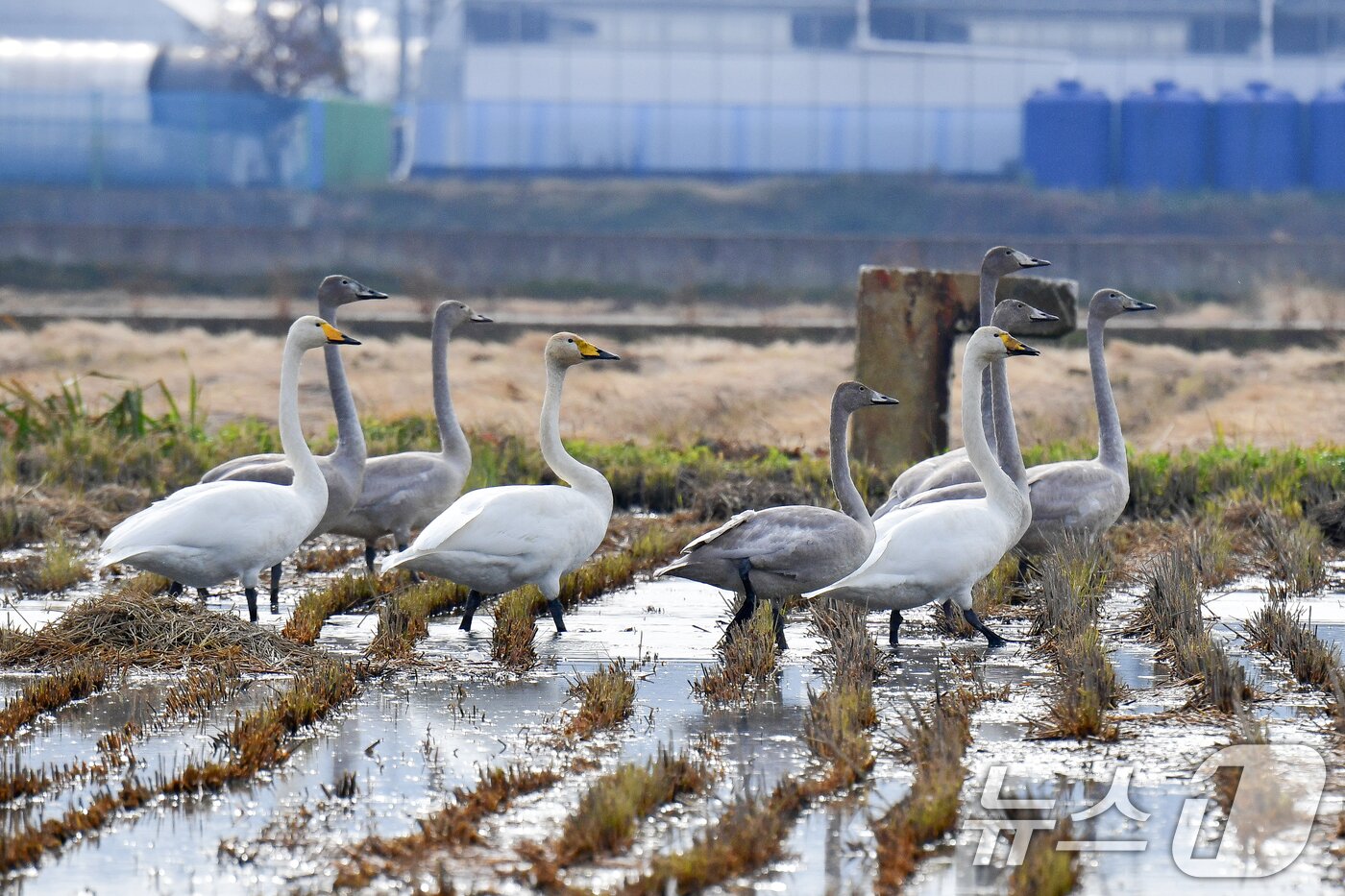 본문 이미지 - 천연기념물 제201-2호이자 멸종위기야생생물 2급인 큰고니 무리가 23일 경북 포항시 북구 흥해읍 들녘에 날아와 쉬고 있다. 2025.11.23/뉴스1 ⓒ News1 최창호 기자