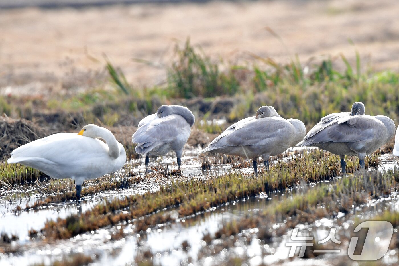 본문 이미지 - 천연기념물 제201-2호이자 멸종위기야생생물 2급인 큰고니 무리가 23일 경북 포항시 북구 흥해읍 들녘에서 잠을 자고 있다. 2025.11.23/뉴스1 ⓒ News1 최창호 기자