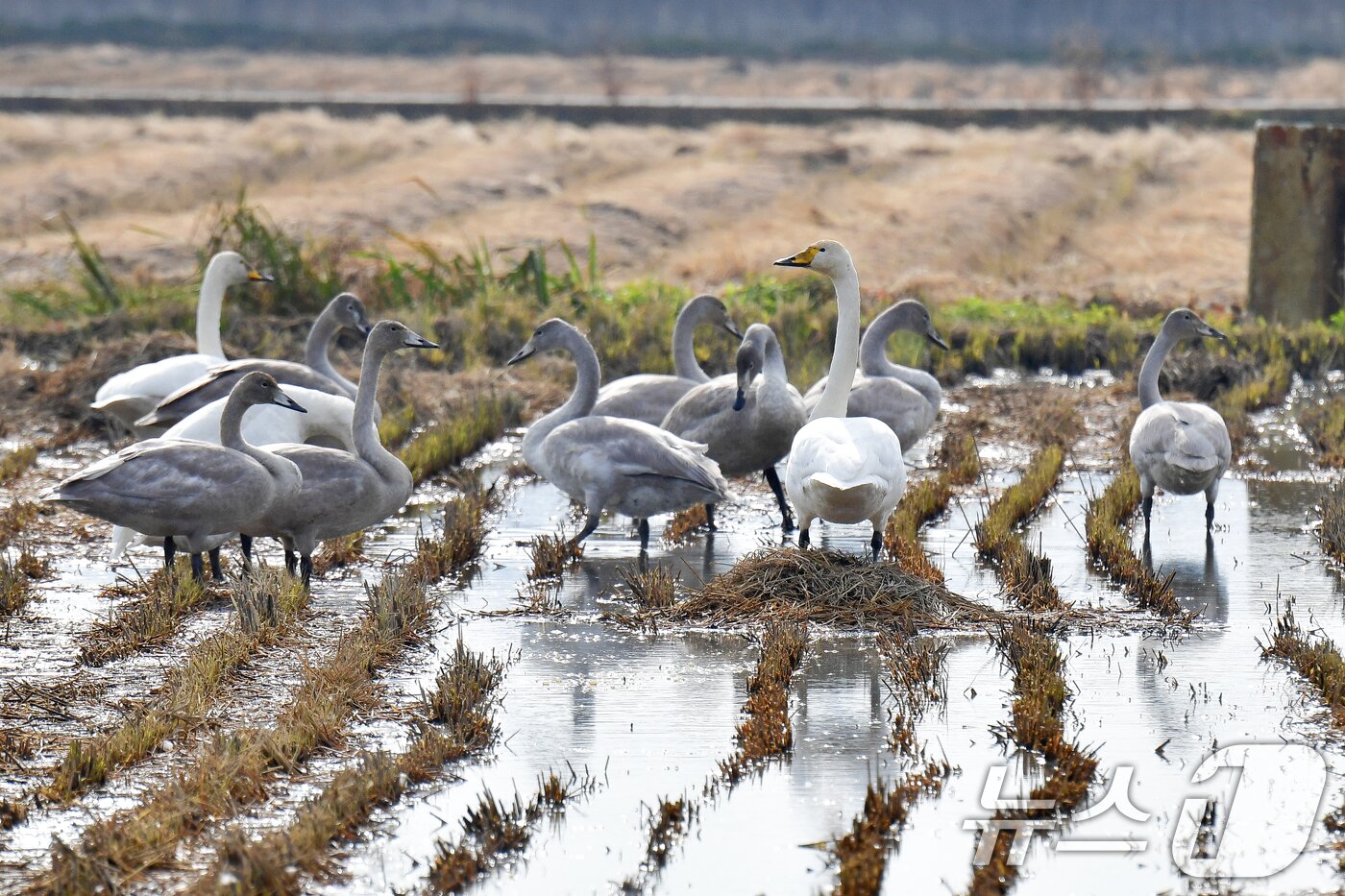 본문 이미지 - 천연기념물 제201-2호이자 멸종위기야생생물 2급인 큰고니 무리가 23일 경북 포항시 북구 흥해읍 들녘에 날아와 쉬고 있다. 2025.11.23/뉴스1 ⓒ News1 최창호 기자