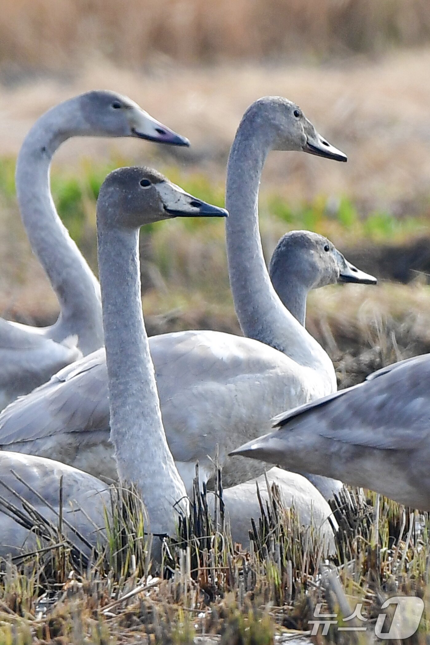 본문 이미지 - 천연기념물 제201-2호이자 멸종위기야생생물 2급인 큰고니 무리가 23일 경북 포항시 북구 흥해읍 들녘에 날아와 쉬고 있는 가운데 새끼 고니들이 주변을 살피고 있다. 2025.11.23/뉴스1 ⓒ News1 최창호 기자