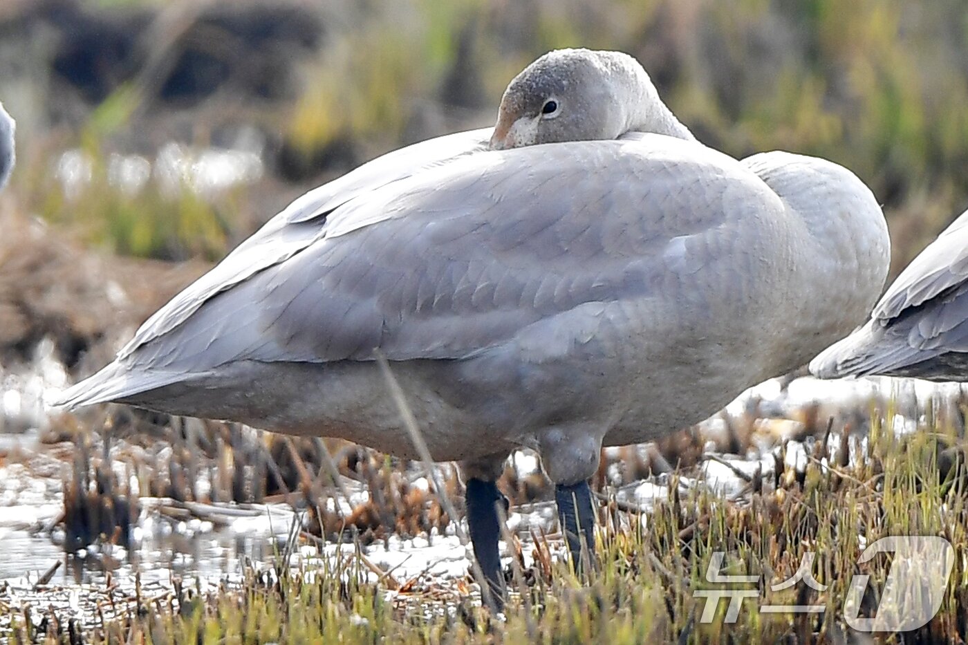 본문 이미지 - 천연기념물 제201-2호이자 멸종위기야생생물 2급인 큰고니 무리가 23일 경북 포항시 북구 흥해읍 들녘에서 잠을 청하고 있다. 2025.11.23/뉴스1 ⓒ News1 최창호 기자