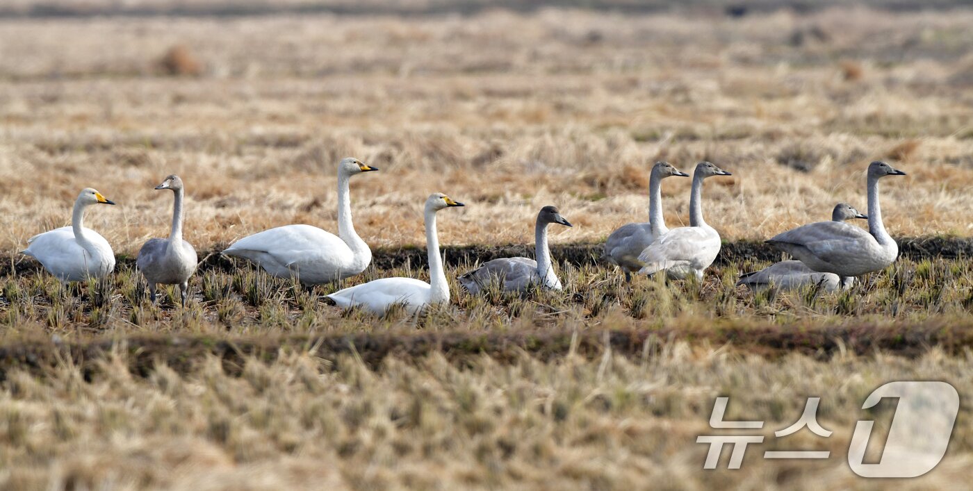 본문 이미지 - 천연기념물 제201-2호이자 멸종위기야생생물 2급인 큰고니 무리가 23일 경북 포항시 북구 흥해읍 들녘에 날아와 쉬고 있다. 2025.11.23/뉴스1 ⓒ News1 최창호 기자