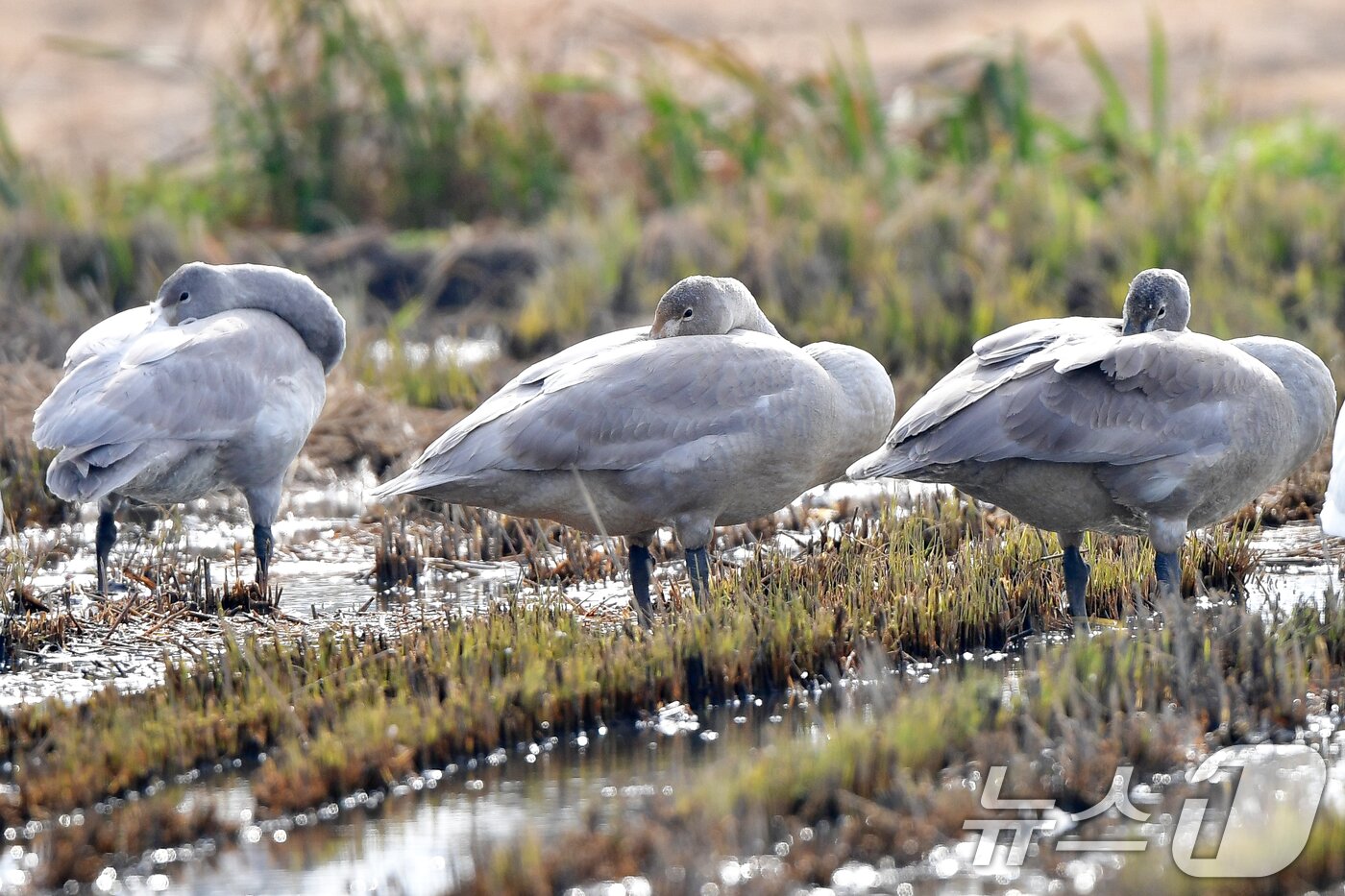 본문 이미지 - 천연기념물 제201-2호이자 멸종위기야생생물 2급인 큰고니 무리 중 어린 고니들이 23일 경북 포항시 북구 흥해읍 들녘에서 잠을 자고 있다. 2025.11.23/뉴스1 ⓒ News1 최창호 기자