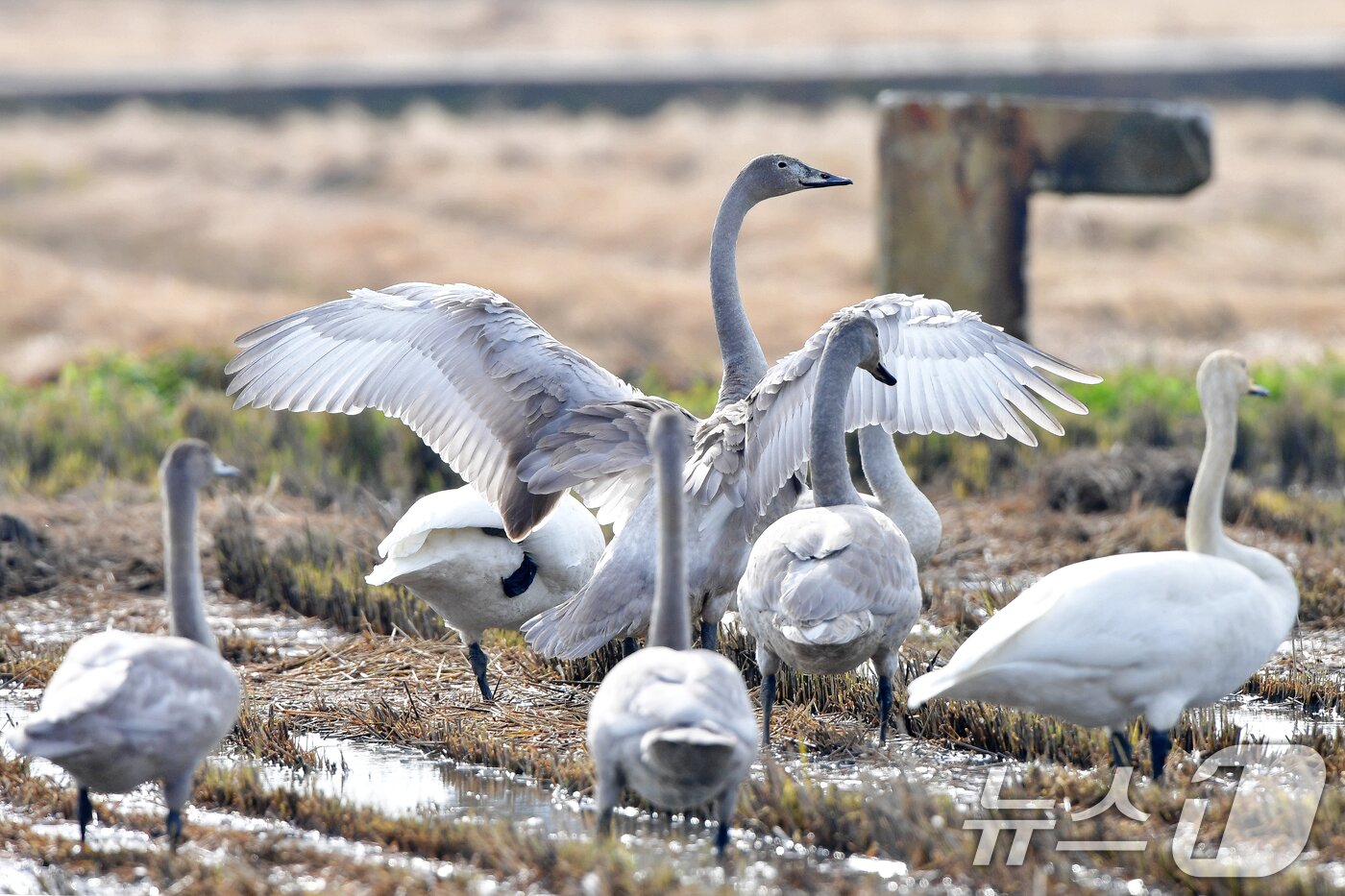 본문 이미지 - 천연기념물 제201-2호이자 멸종위기야생생물 2급인 큰고니 무리가 23일 경북 포항시 북구 흥해읍 들녘에 날아와 쉬고 있다. 2025.11.23/뉴스1 ⓒ News1 최창호 기자