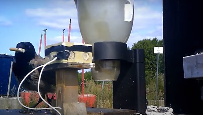 본문 이미지 - 담배꽁초를 물어온 까마귀들에게 자동으로 먹이가 지급되고 있다. 출처=가디언