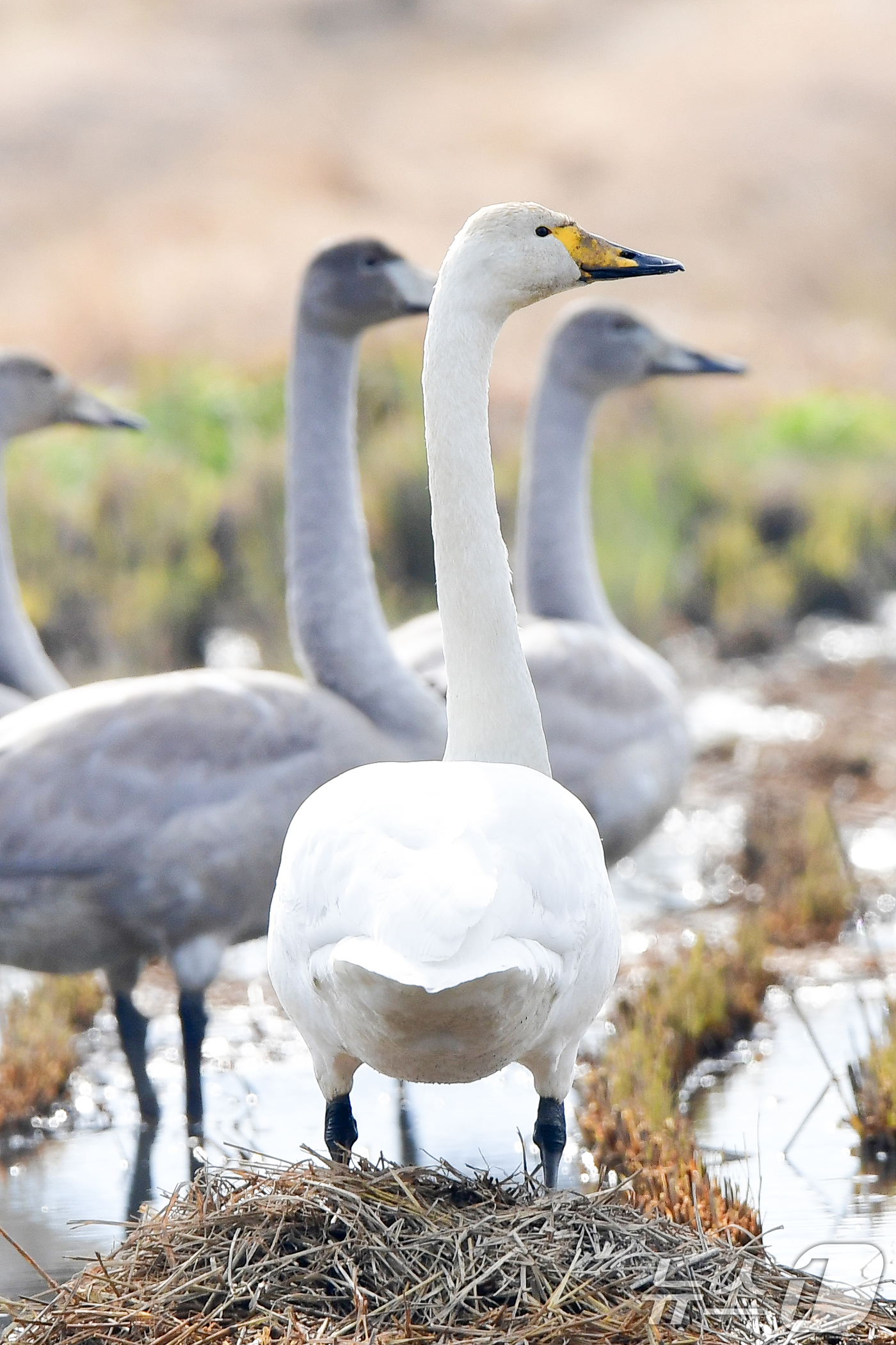 (포항=뉴스1) 최창호 기자 = 천연기념물 제201-2호이자 멸종위기야생생물 2급인 큰고니 무리가 23일 경북 포항시 북구 흥해읍 들녘에 날아와 쉬고 있다.  2025.11.23/ …