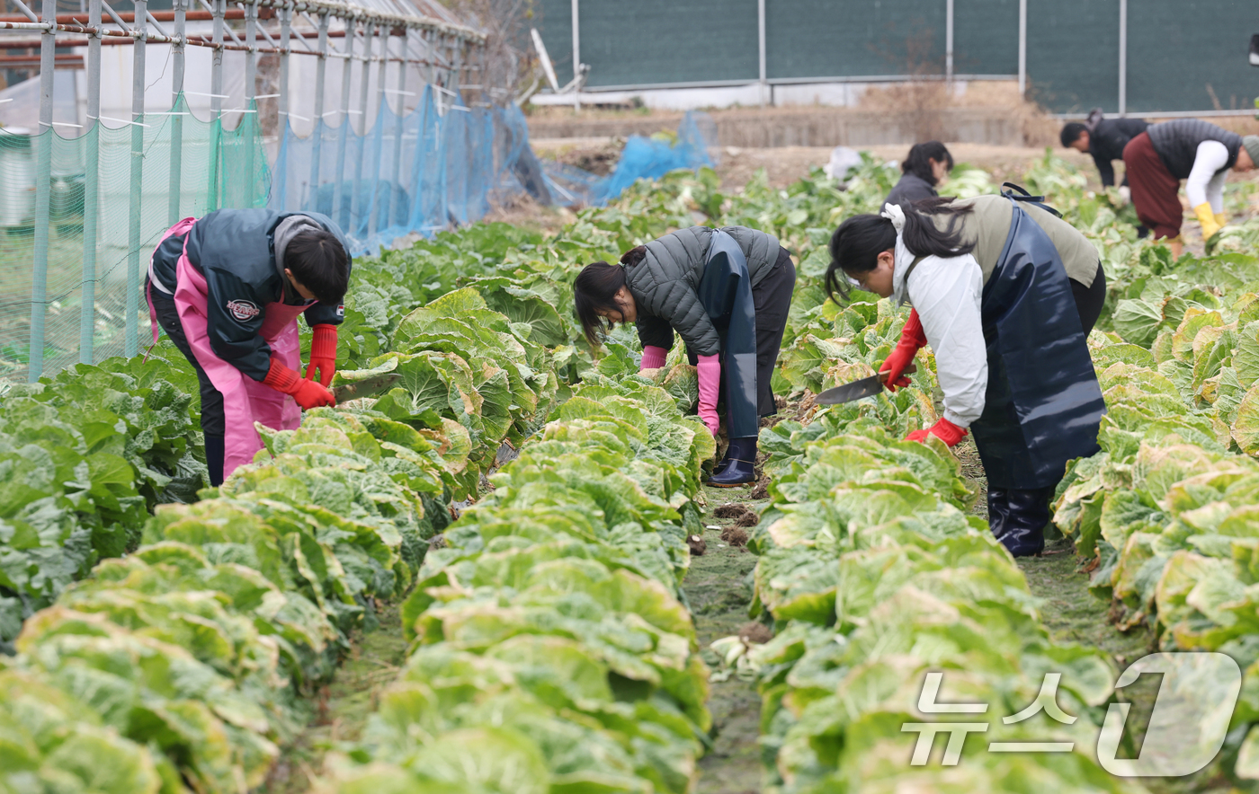 (의왕=뉴스1) 김영운 기자 = 24일 오전 경기 의왕시 청계사 인근의 한 배추밭에서 신도들과 자원봉사자들이 김장용 배추를 수확하고 있다. 2025.11.24/뉴스1