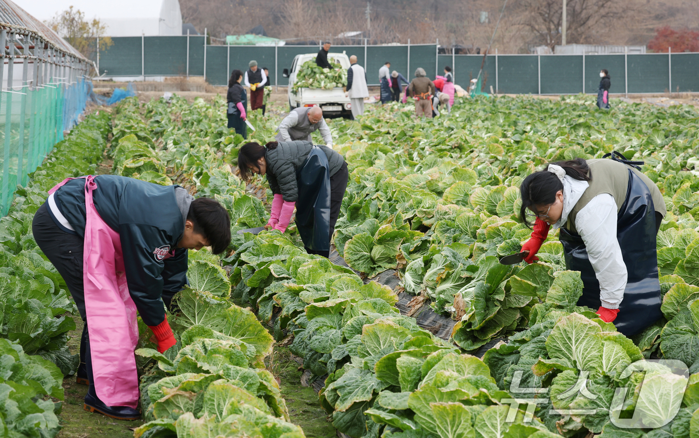 (의왕=뉴스1) 김영운 기자 = 24일 오전 경기 의왕시 청계사 인근의 한 배추밭에서 신도들과 자원봉사자들이 김장용 배추를 수확하고 있다. 2025.11.24/뉴스1