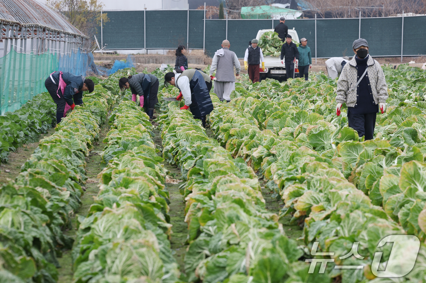(의왕=뉴스1) 김영운 기자 = 24일 오전 경기 의왕시 청계사 인근의 한 배추밭에서 신도들과 자원봉사자들이 김장용 배추를 수확하고 있다. 2025.11.24/뉴스1